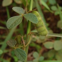 Cajanus scarabaeoides (L.) Thouars